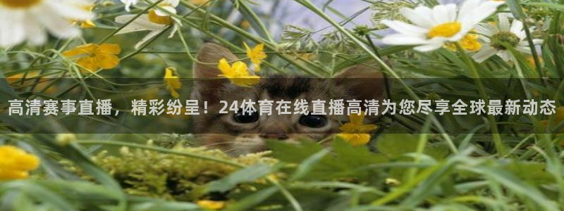 壹号娱乐下载入口：高清赛事直播，精彩纷呈！24体育在线直播高清为您尽享全球最新动态