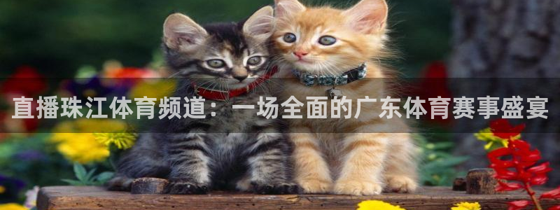 壹号pg：直播珠江体育频道：一场全面的广东体育赛事盛宴